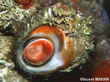 oeil de sainte Lucie dans son coquillage